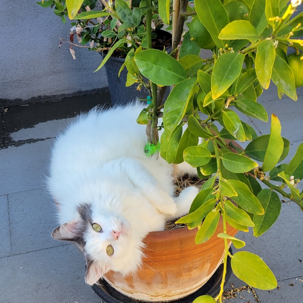 Unlisted Cozy White and Gray Cat In Lime Tree